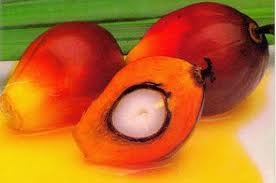 Palm Oil Fruit